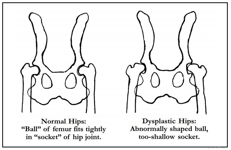 Managing Hip Dysplasia in Dogs: Expert Care & Support for Your Pet
