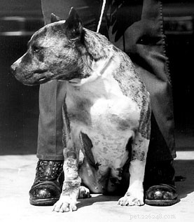 Understanding Demodectic Mange in Boxers: Contagious or Genetic?