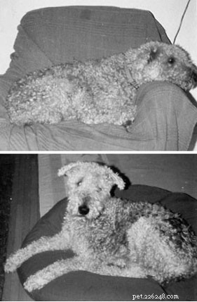 Diet: The Game Changer for Your Dog s Skin and Longevity