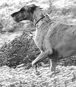 Managing Canine Arthritis: Trusted Remedies & What to Know