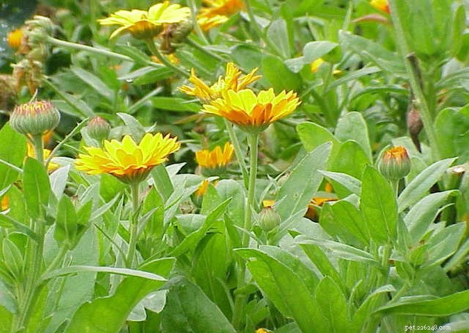 Effective Natural Remedies for Dog Wound Care: Calendula & St. John’s Wort
