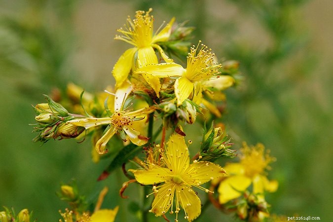 Effective Natural Remedies for Dog Wound Care: Calendula & St. John’s Wort