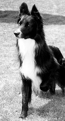 Recovering from a Fetch-Related Dog Injury: Expert Care and Prevention