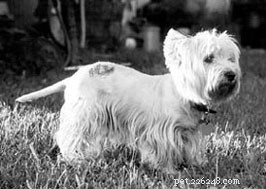 Preventing Hot Spots in Dogs: Effective Strategies for Pet Owners