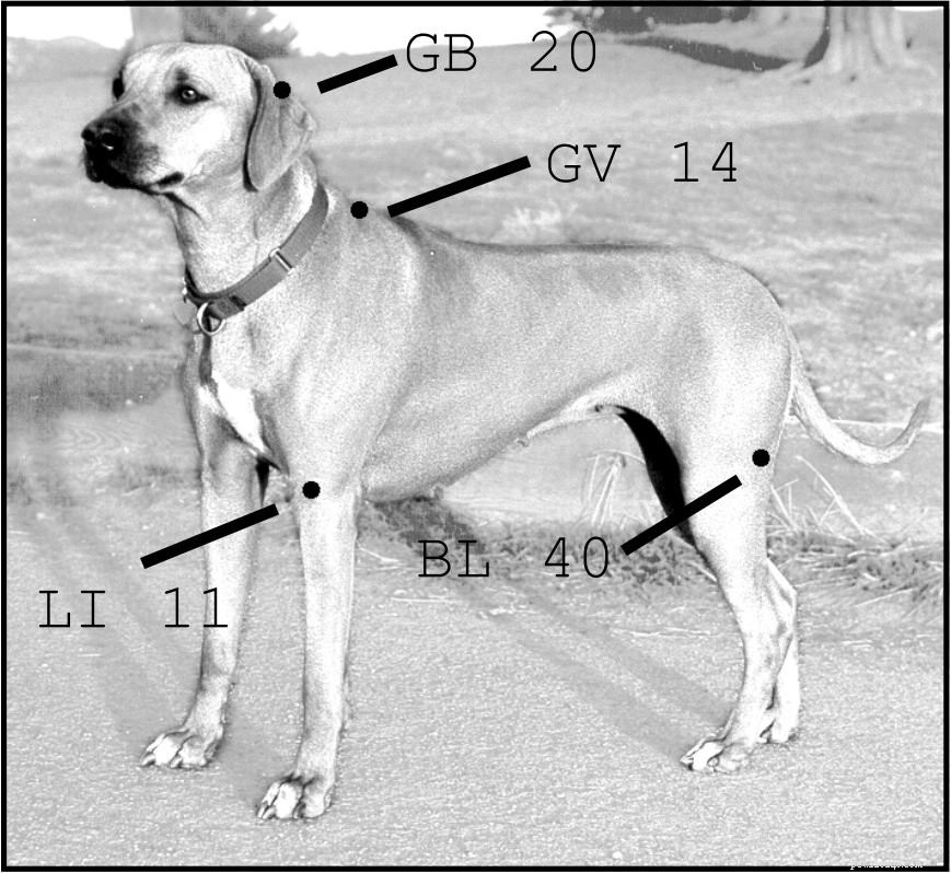 Preventing Hot Spots in Dogs: Effective Strategies for Pet Owners