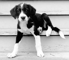 Puppy Vaccinations Explained: Protect Your New Companion with Confidence