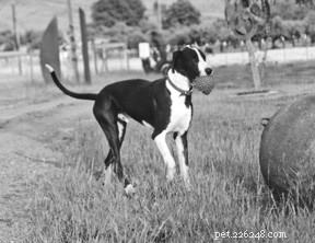 Preventing and Managing Dog Bloat (GDV): Early Detection & Lifesaving Treatment