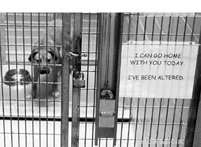 Spaying & Neutering: The Key to Reducing Cancer Risk and Saving Lives