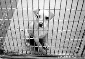 Spaying & Neutering: The Key to Reducing Cancer Risk and Saving Lives