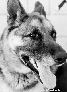 How to Care for Your Senior Dog with Osteoarthritis