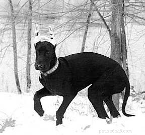 Gentle, Non‑Surgical Options for Your Great Dane s Health
