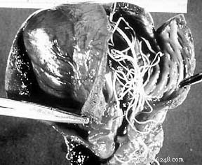 Effective Strategies for Preventing and Treating Heartworm in Dogs