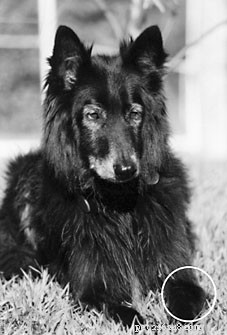 Comprehensive Holistic Therapies for Treating Osteosarcoma in Dogs