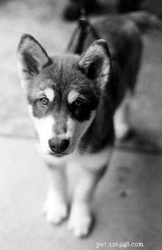 How Vitamin C Enhances Your Dog’s Health & Longevity