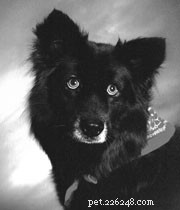 Effective Deworming & Parasite Control for Your Dog s Health