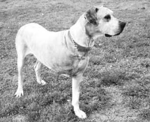 Comprehensive Guide to Dog Cancer Treatments: Surgery, Chemo, and Radiation