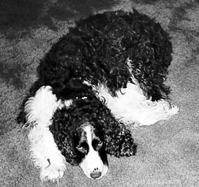 Integrating Conventional Veterinary Care with Holistic Treatments for Optimal Pet Health