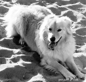Comprehensive Guide to Congestive Heart Failure in Dogs: Symptoms, Causes, and Care