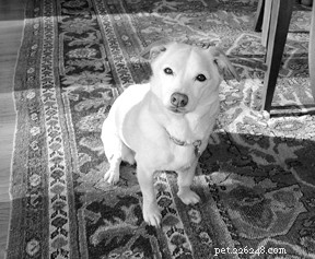 Reclaiming the Almost Lost: Karen s Journey with Her Loyal Terrier