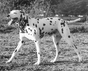 Key Indicators Your Dog May Be Experiencing Spinal Problems