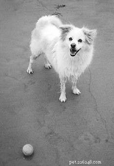 Recovering from Hip Dysplasia Surgery in Dogs: A Comprehensive Guide