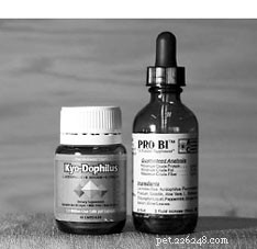 Restore Your Dog’s Health with a Premium Diet: A Proven Guide