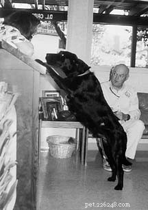 Make Vet Visits Stress-Free for Your Dog: Proven Strategies