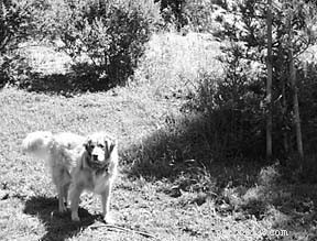 Safeguarding Your Dog Against Tick Bites and Lyme Disease: Essential Protection Tips