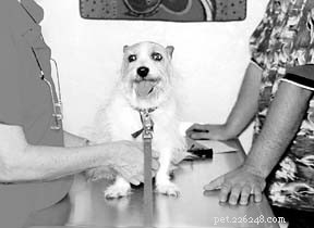 How to Choose a Trusted Holistic Veterinarian for Your Dog