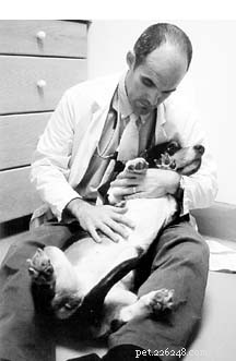 How to Choose a Trusted Holistic Veterinarian for Your Dog