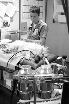 Essential Information for Your Dog’s Safe Anesthesia Experience