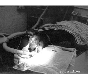 Essential Information for Your Dog’s Safe Anesthesia Experience