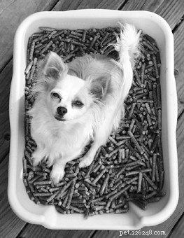 Indoor & Patio Litterboxes: The Ultimate Guide for Home‑Alone Dogs