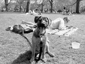 How to Safeguard Your Dog Against Parvovirus: A Comprehensive Guide