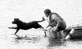 Signs Your Dog May Be Injured: How to Spot It Early
