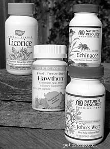 Trusted Herbal Remedies for Your Dog s Health