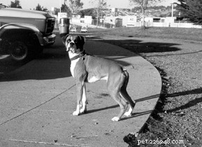 Protecting Your Dog’s Liver: Spotting Symptoms and Embracing Holistic Care