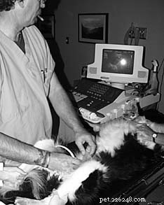 Comprehensive Canine Urinalysis: Early Detection of Kidney Issues