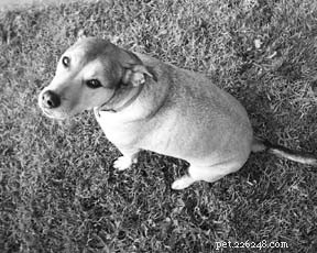 Safe & Effective Dog Weight Loss: Expert Tips for a Healthier Pet
