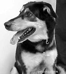 Holistic Veterinary Care: From Back Pain to Whole-Body Wellness