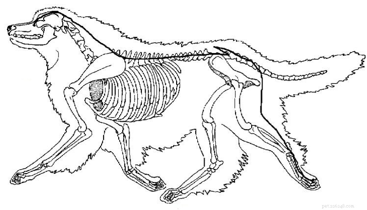 How Acupressure Can Enhance Your Dog s Digestive Health