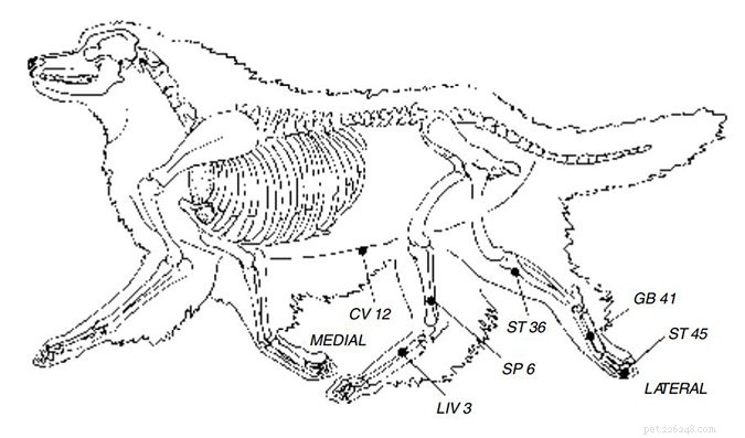 How Acupressure Can Enhance Your Dog s Digestive Health