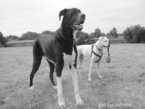 Combining Conventional and Holistic Veterinary Care for Your Dog