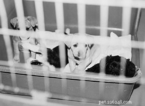 Spay and Neuter: When Is the Right Time? Expert Guidance on Timing and Benefits