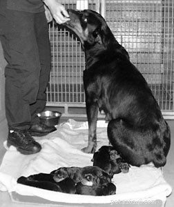 Spay and Neuter: When Is the Right Time? Expert Guidance on Timing and Benefits