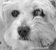Understanding the Canine Eye: Anatomy & Care Tips