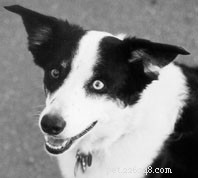 Understanding the Canine Eye: Anatomy & Care Tips