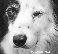 Understanding the Canine Eye: Anatomy & Care Tips
