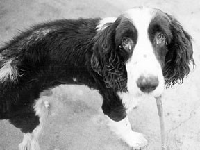 Comprehensive Guide to Canine Allergies: Diagnosis, Treatment, and Prevention