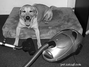 Comprehensive Guide to Canine Allergies: Diagnosis, Treatment, and Prevention